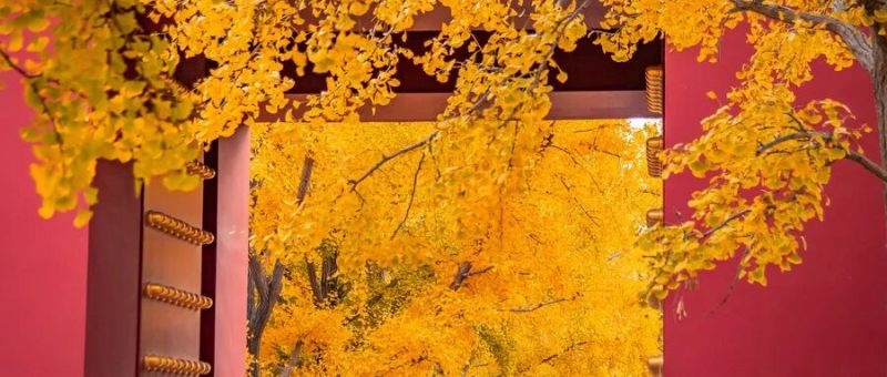 摄图网_506956135_秋天浪漫唯美的红墙古建筑与银杏(企业商用) (1).jpg